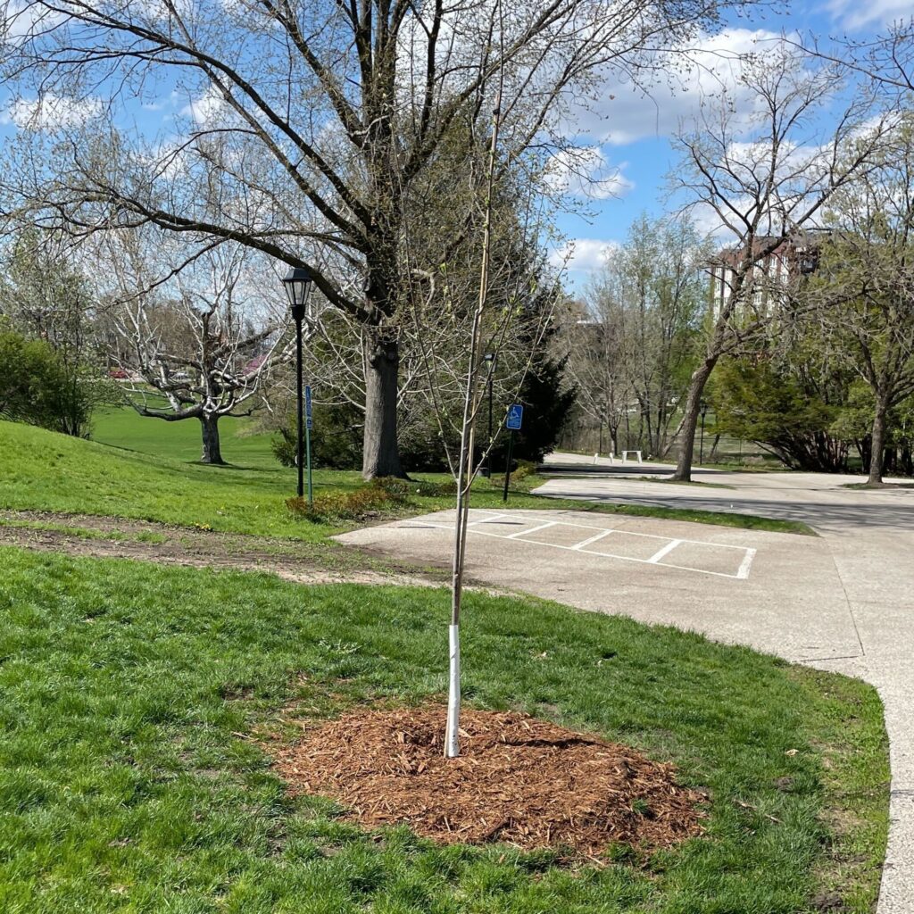 Tree planting along the mansion driveway