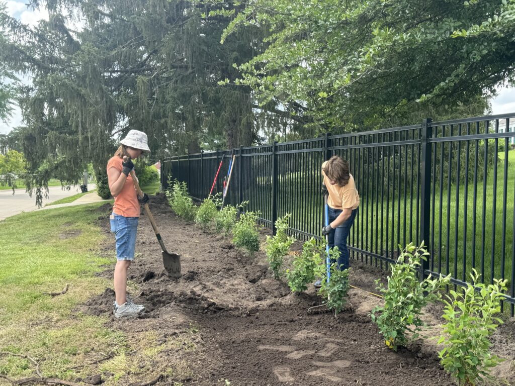 Two staff plant juneberry shrubs along the Linden and Crescent roadways.